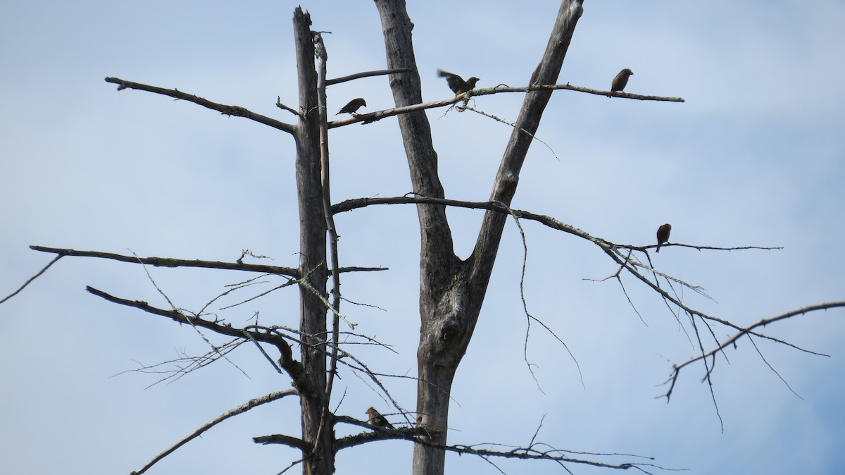 Red Crossbill (Northeastern or type 12) - Jack Yanko