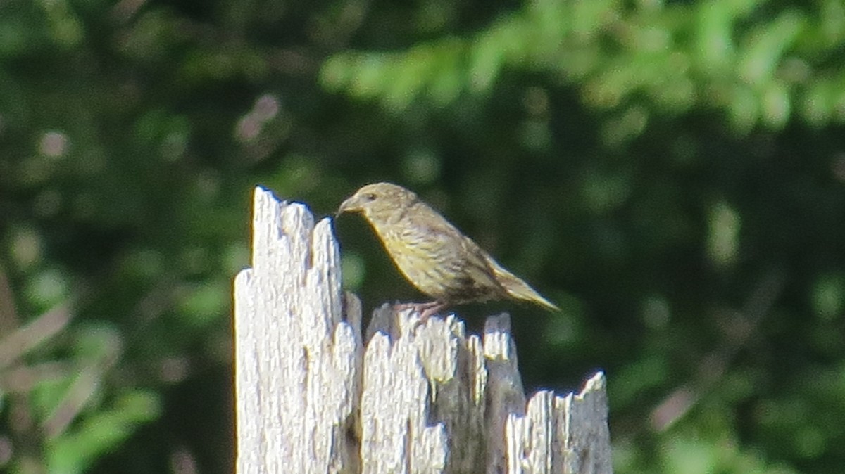 Red Crossbill (Northeastern or type 12) - ML476250551