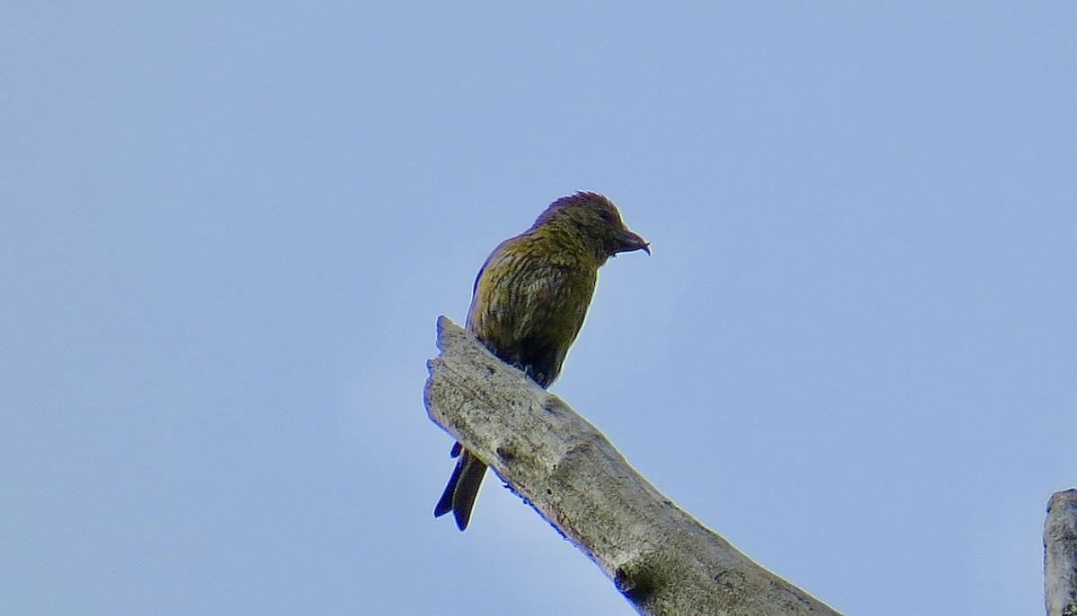 Red Crossbill (Northeastern or type 12) - Jack Yanko