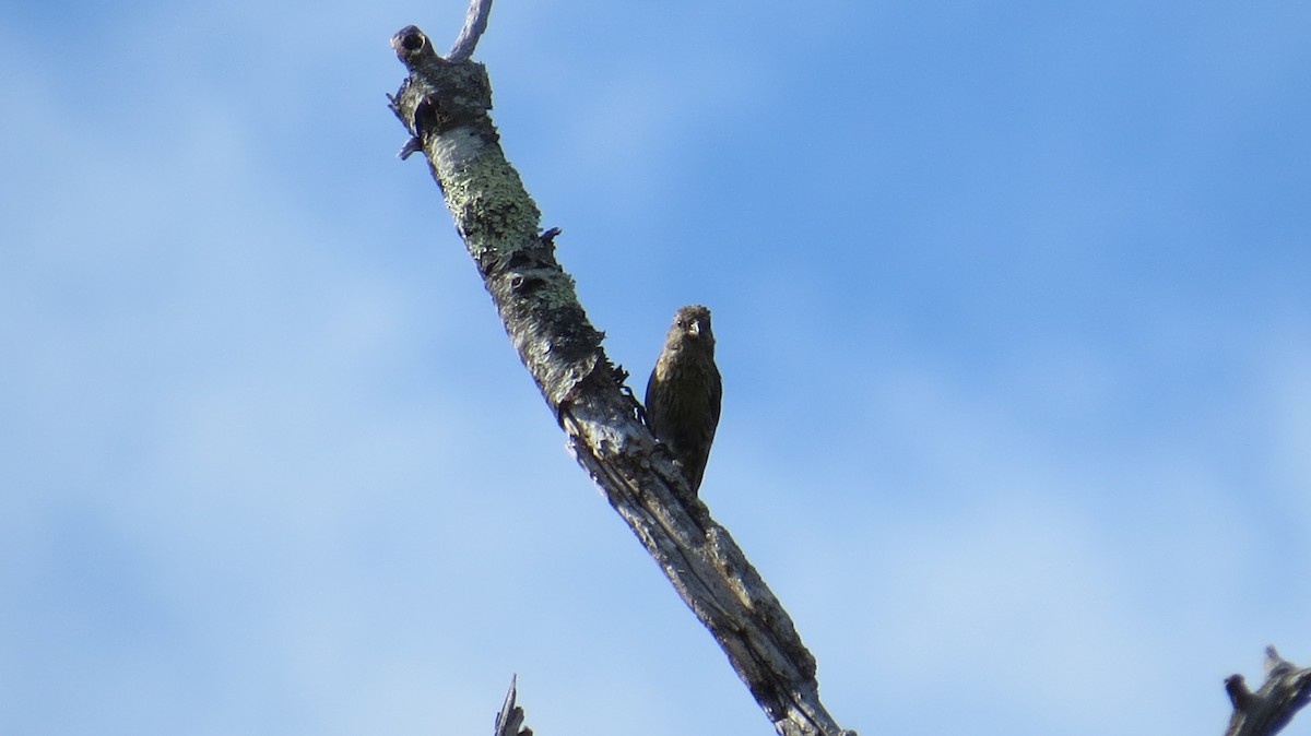 Red Crossbill (Northeastern or type 12) - Jack Yanko