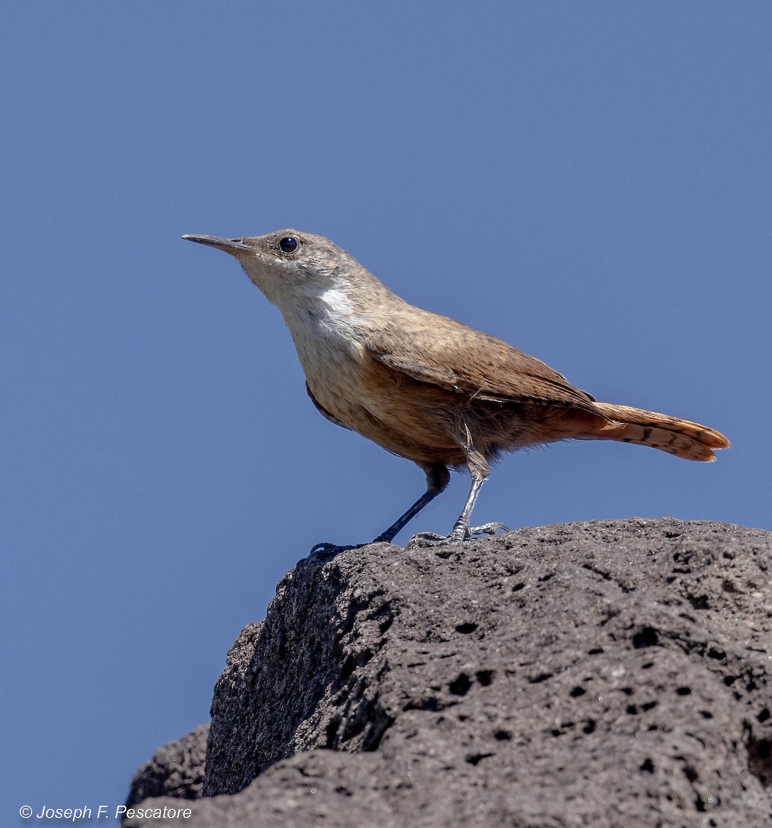 イワミソサザイ - ML476250641