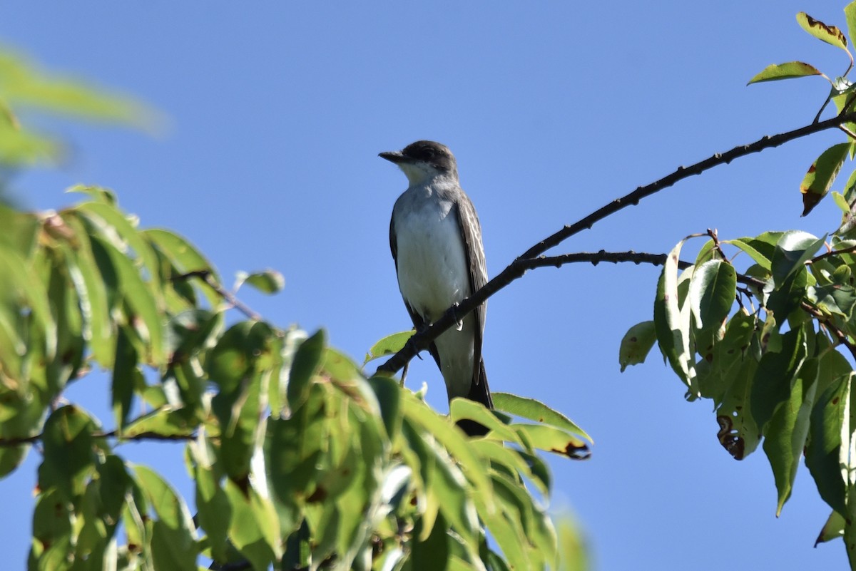 Eastern Kingbird - Christopher Veale