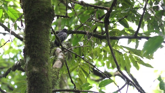 White-fronted Nunbird (Pale-winged) - ML476252