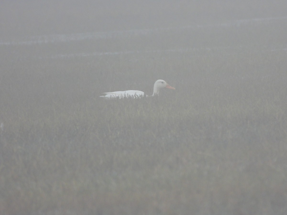 tanımsız ördek (Anatinae sp.) - ML476252301