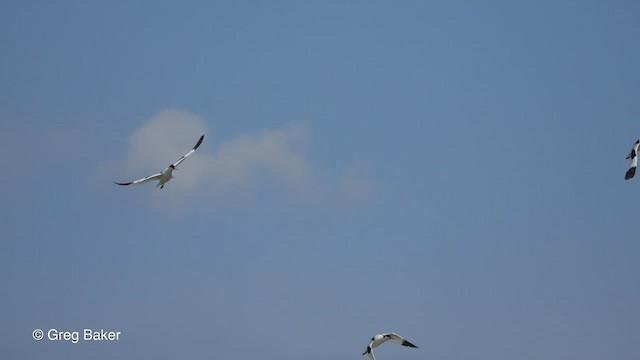 Avoceta Común - ML476252571