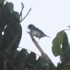 White-bellied Dacnis - ML476252611