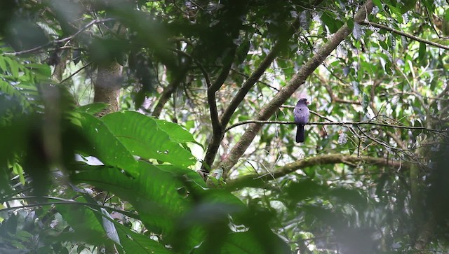 White-fronted Nunbird (Pale-winged) - ML476253