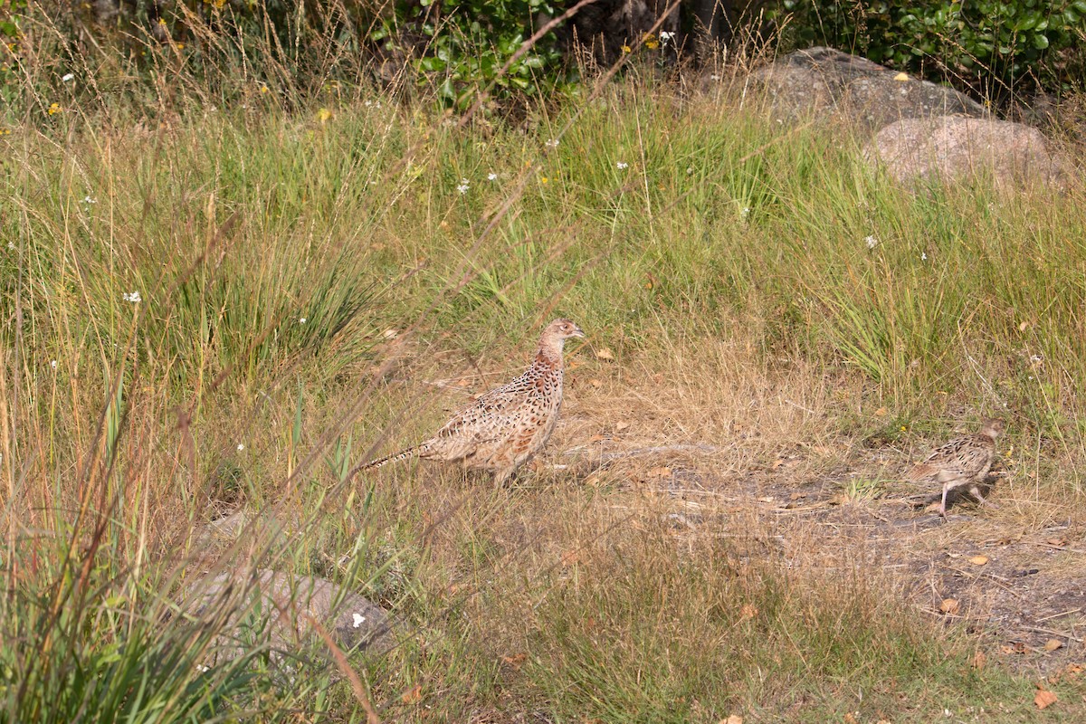 Ring-necked Pheasant - ML476253011