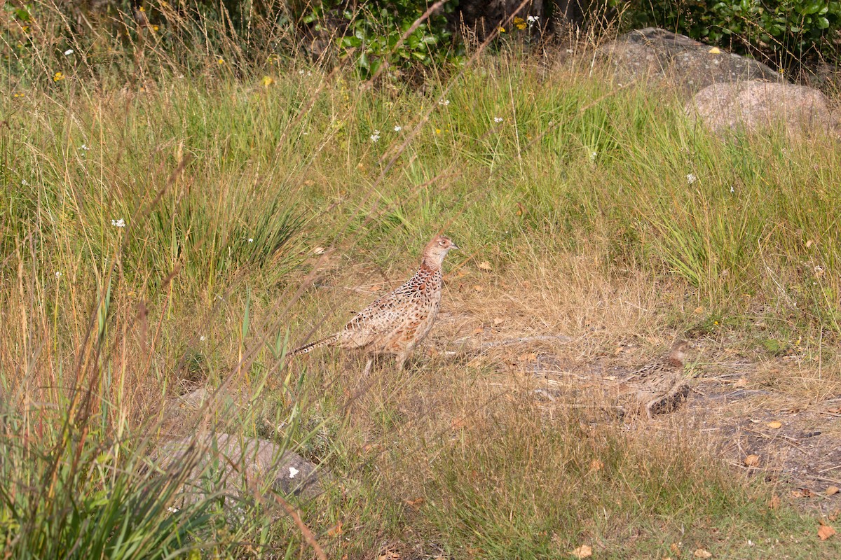 Ring-necked Pheasant - ML476253031