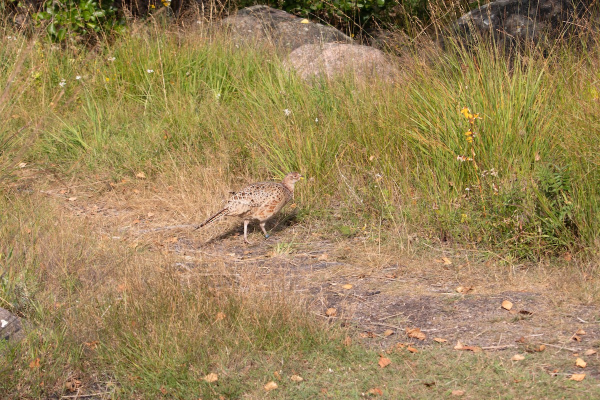 Ring-necked Pheasant - ML476253091