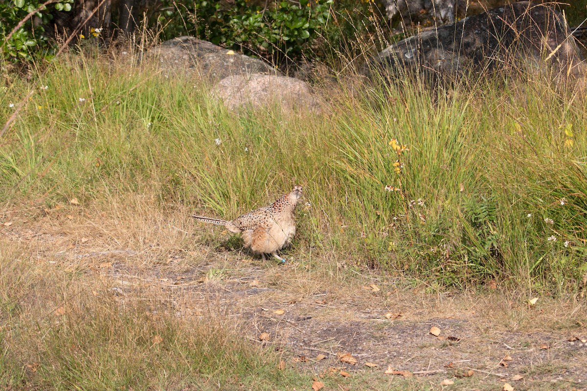 Ring-necked Pheasant - ML476253271