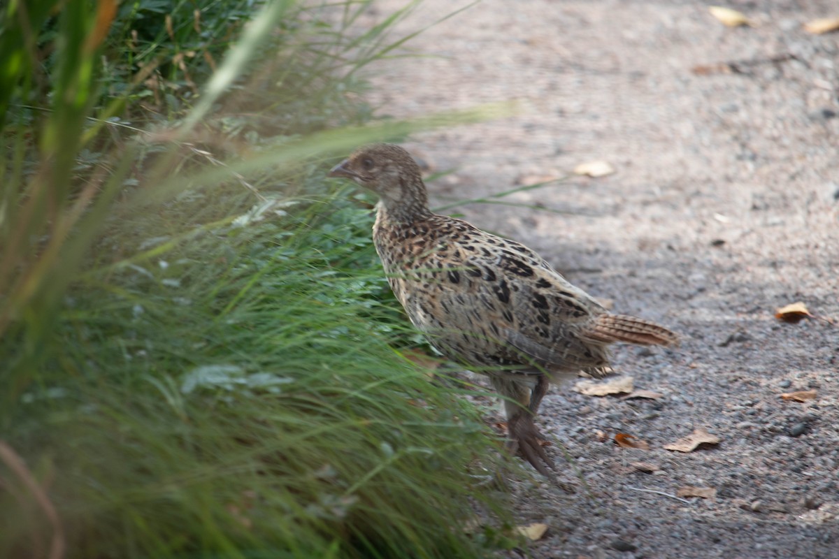 Ring-necked Pheasant - ML476253321