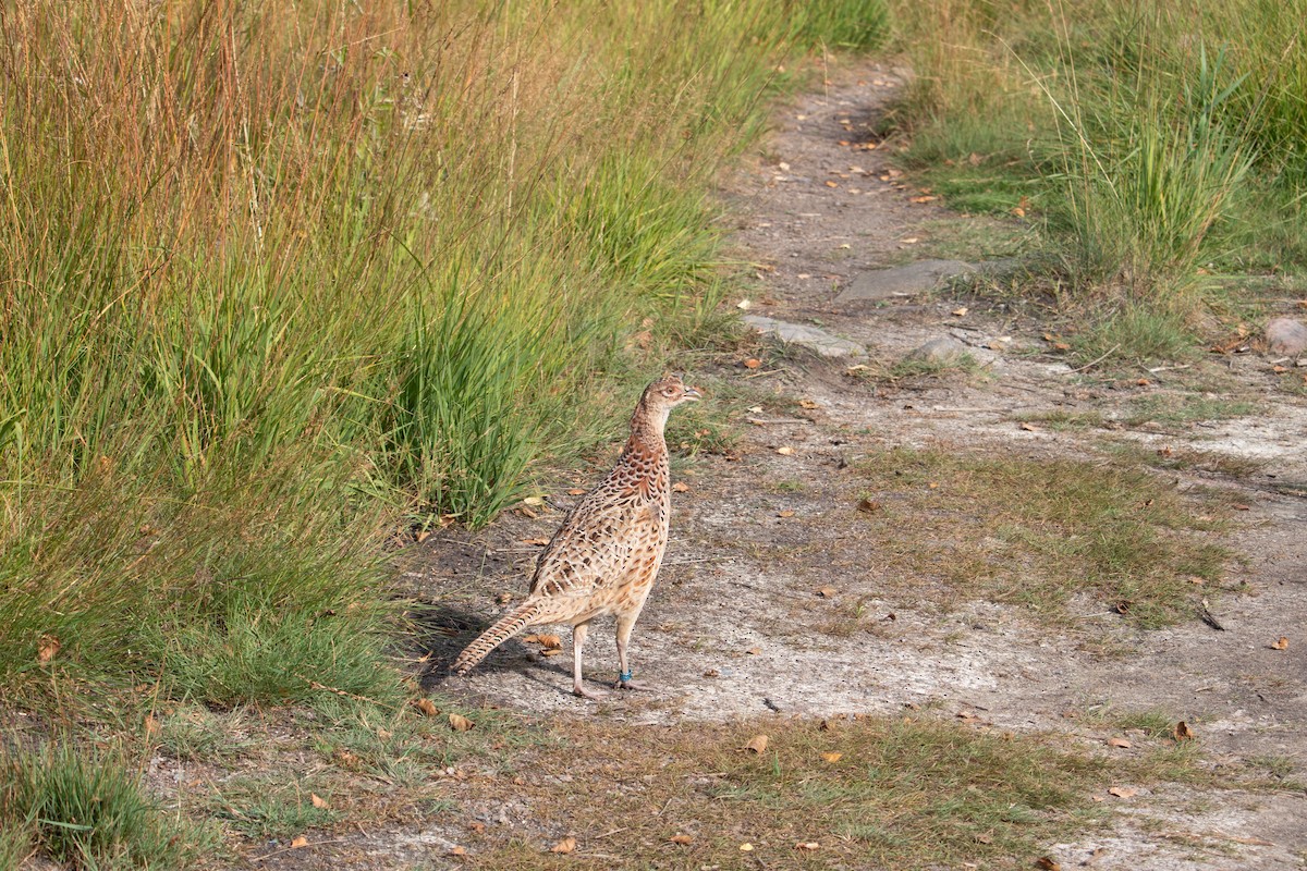 Ring-necked Pheasant - ML476253341