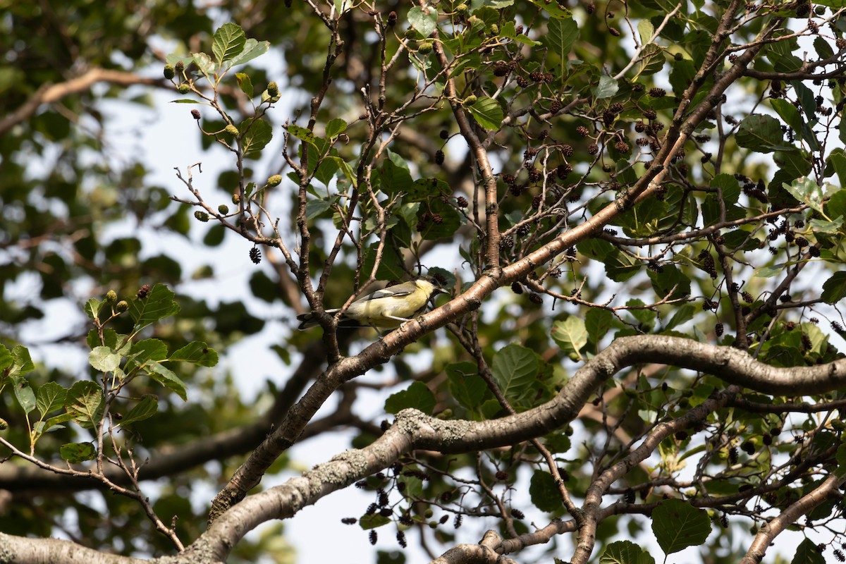 Great Tit - ML476253451