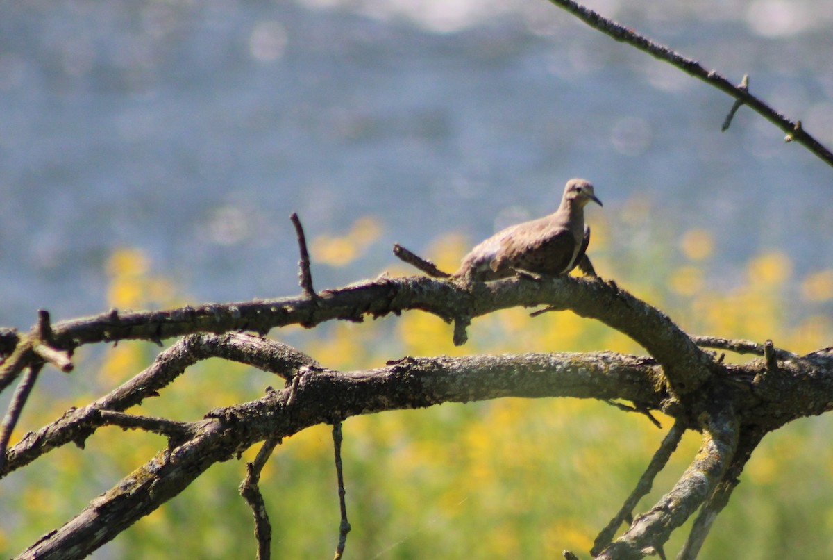 Mourning Dove - ML476253501