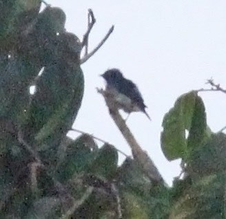 White-bellied Dacnis - ML476253771