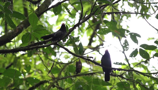 White-fronted Nunbird (Pale-winged) - ML476254