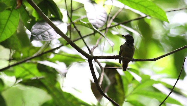 Checker-throated Stipplethroat - ML476255