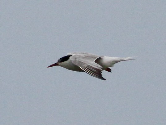 Common Tern - ML476255161