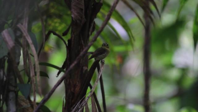 Golden-crowned Spadebill - ML476256