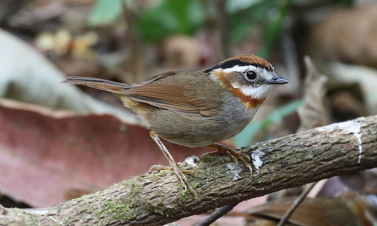 Rufous-throated Fulvetta - Paul Farrell