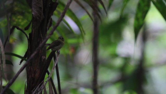 Golden-crowned Spadebill - ML476257