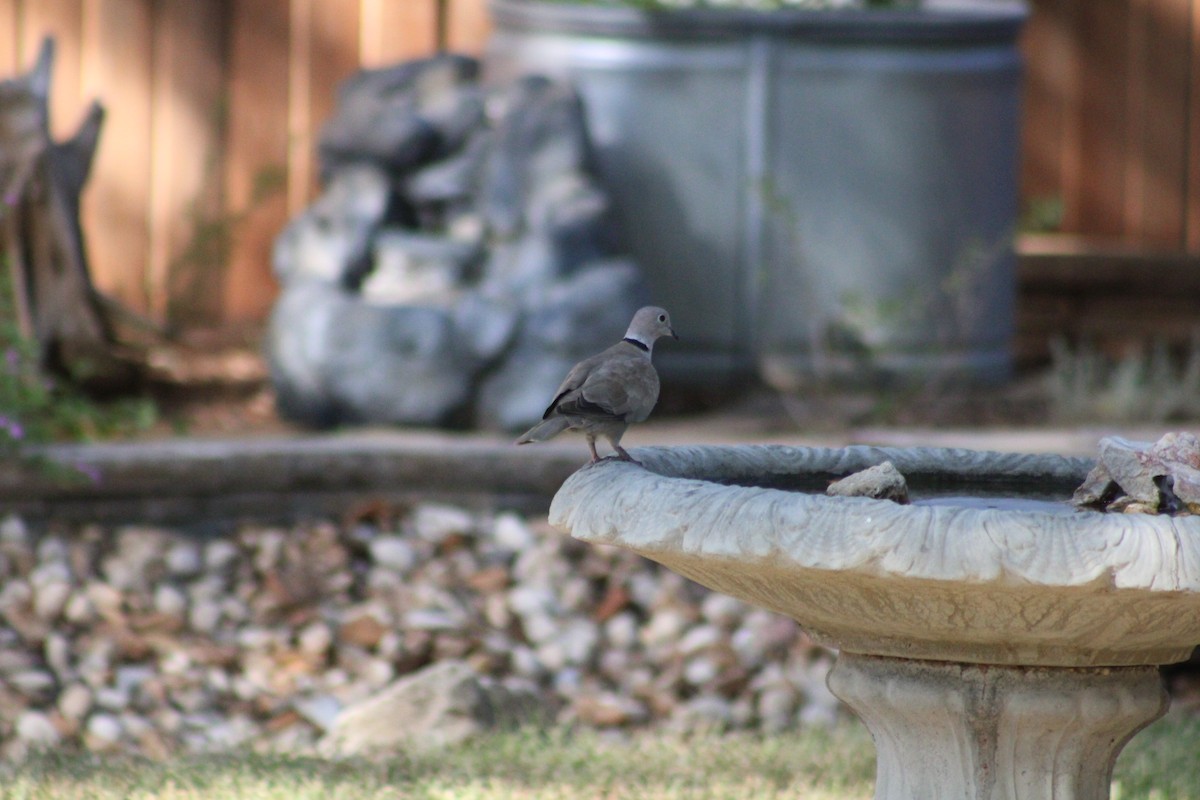 Eurasian Collared-Dove - ML476257641