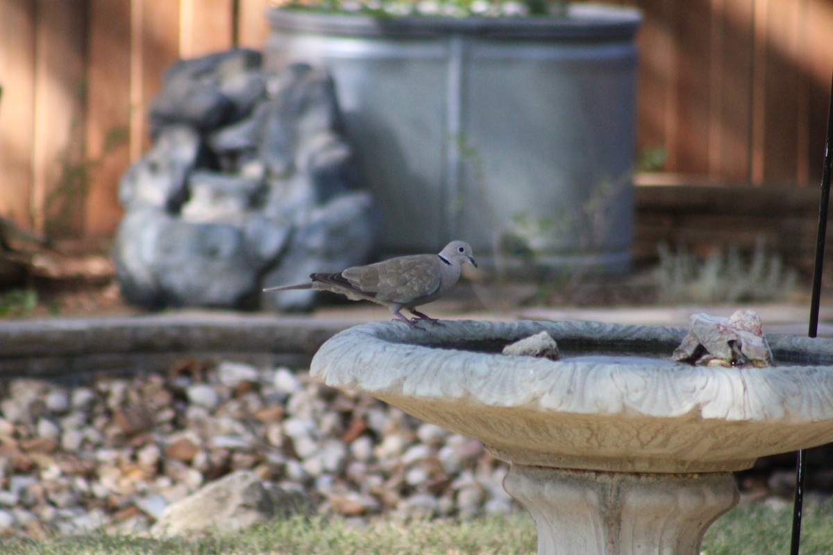 Eurasian Collared-Dove - ML476257651