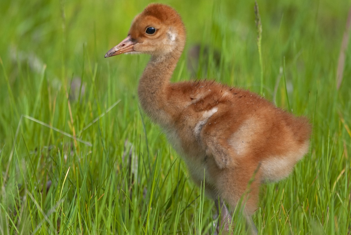 Sandhill Crane - ML476258101