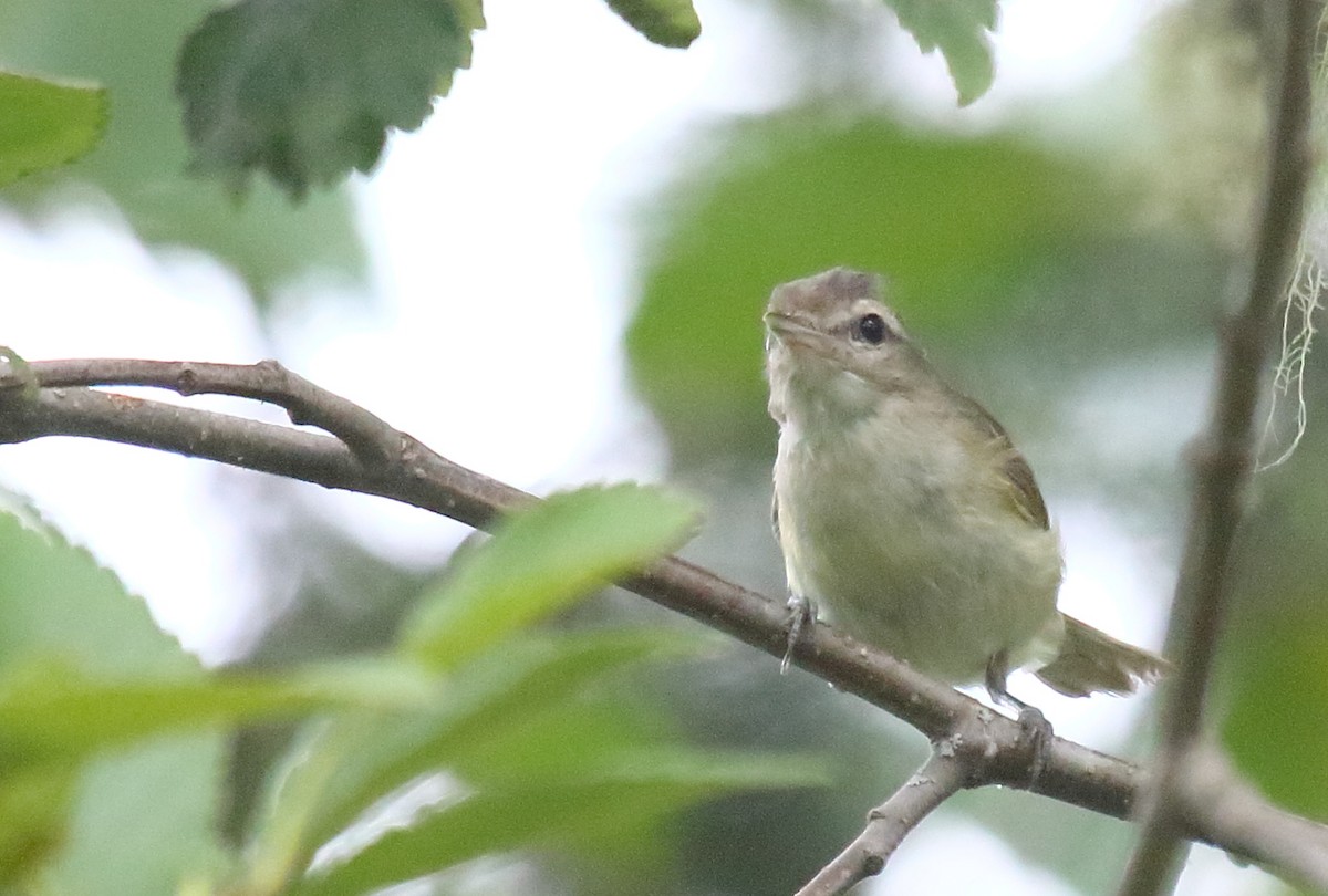 Warbling Vireo - Greg Gillson