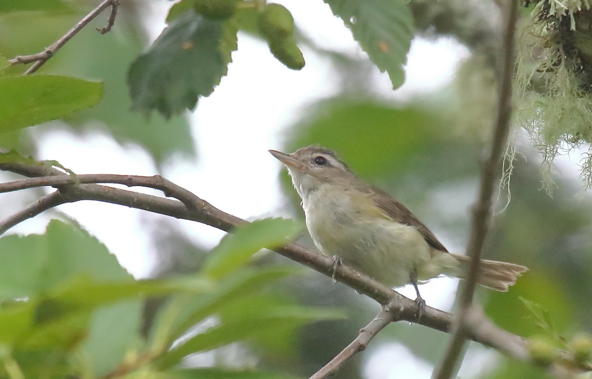 Warbling Vireo - Greg Gillson