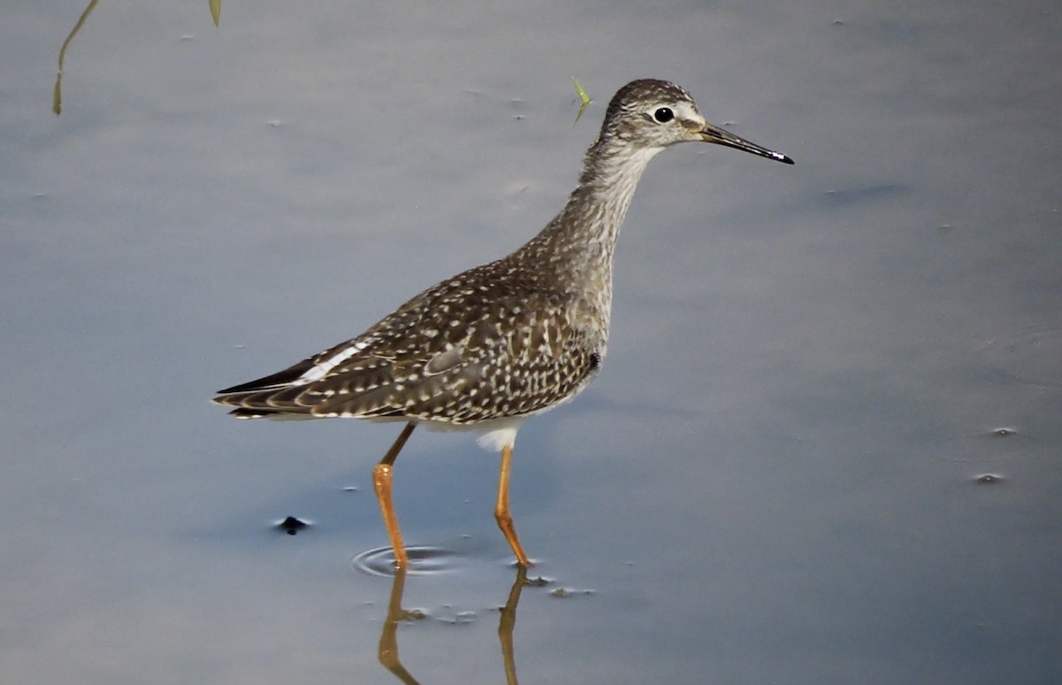 Lesser Yellowlegs - ML476259411