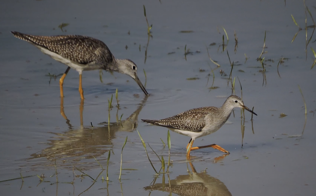 Lesser Yellowlegs - ML476259461