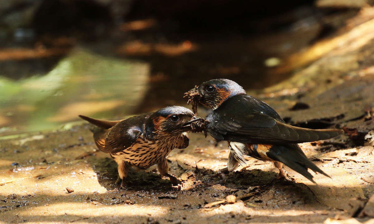 Eastern Red-rumped Swallow (Striated) - ML47625951