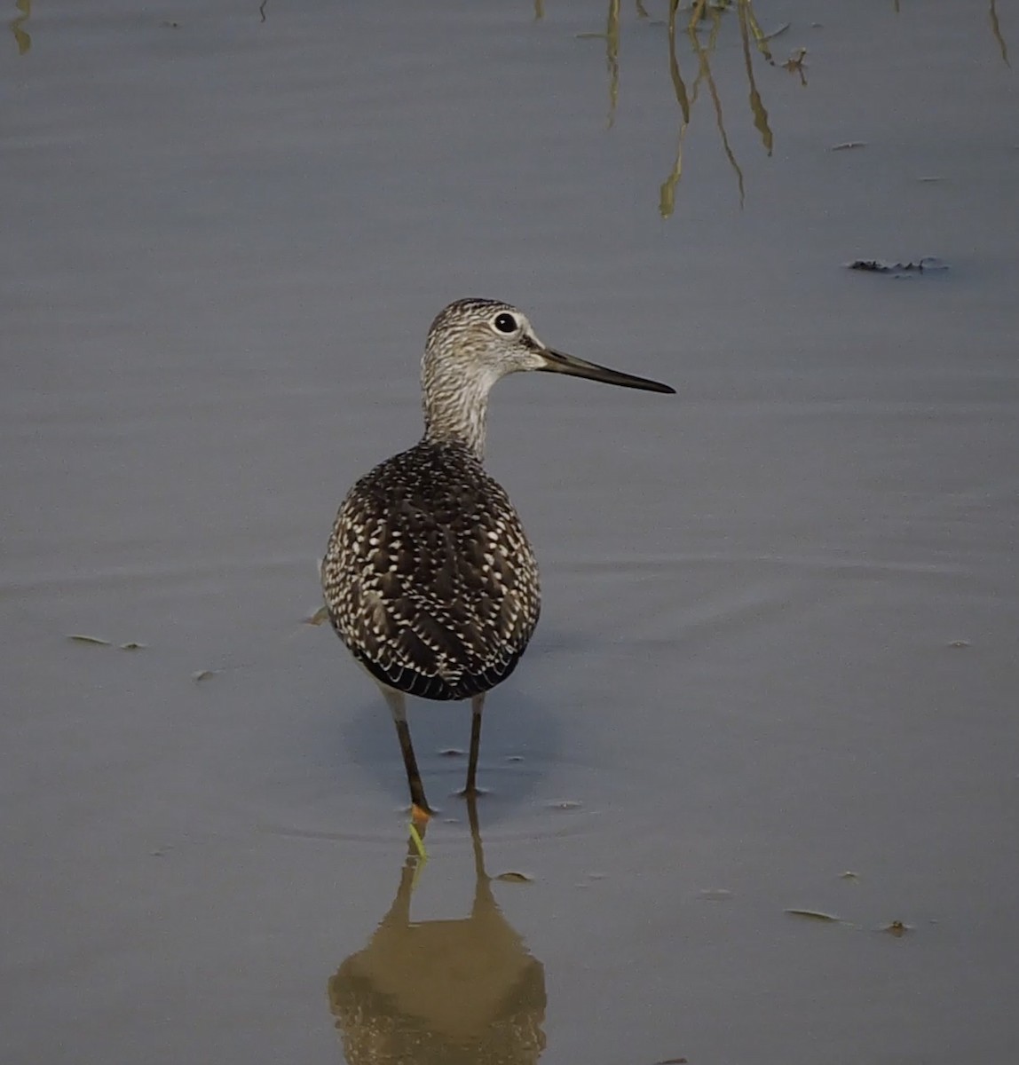 Greater Yellowlegs - ML476259581