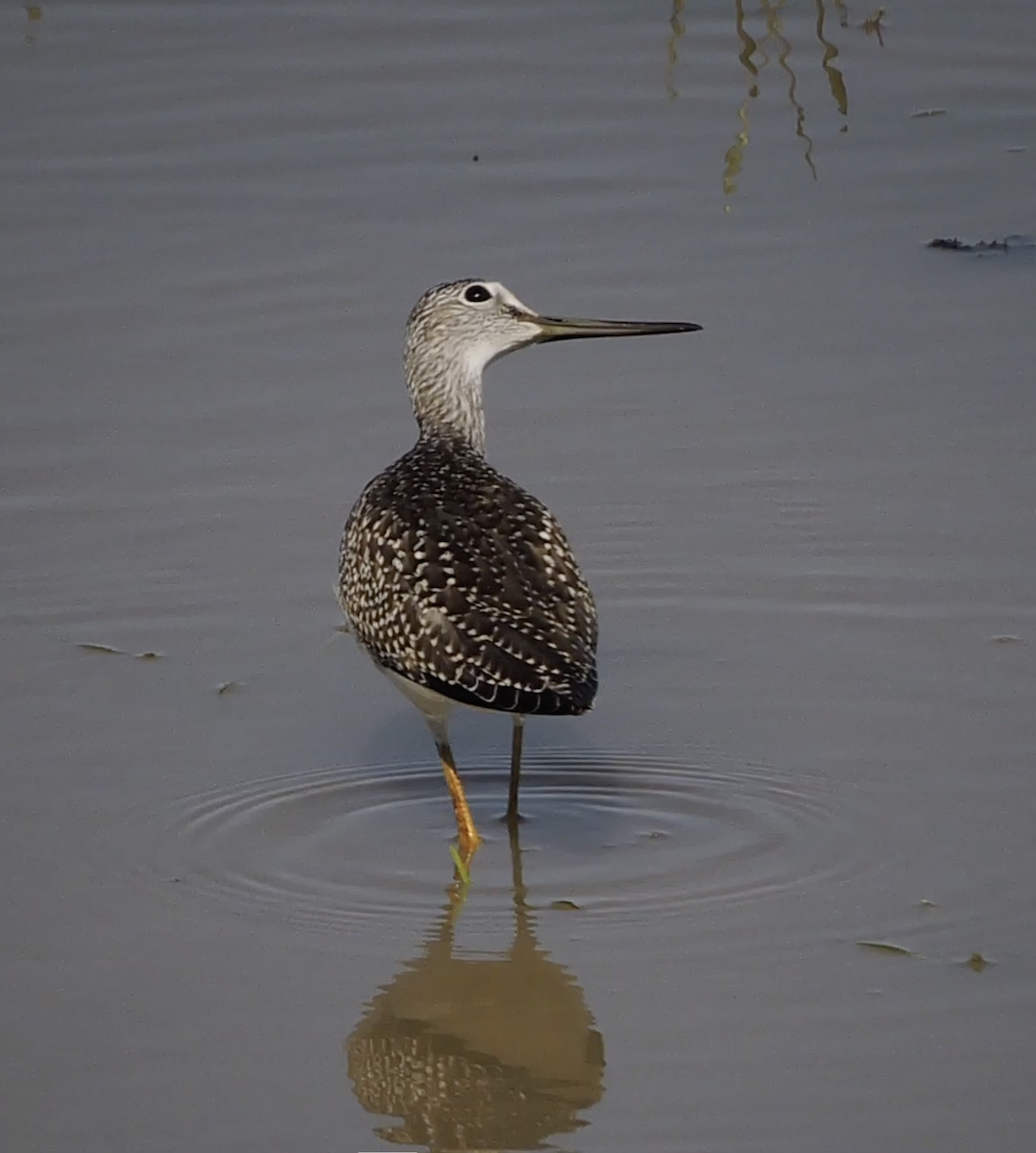 Greater Yellowlegs - Daniel Casey