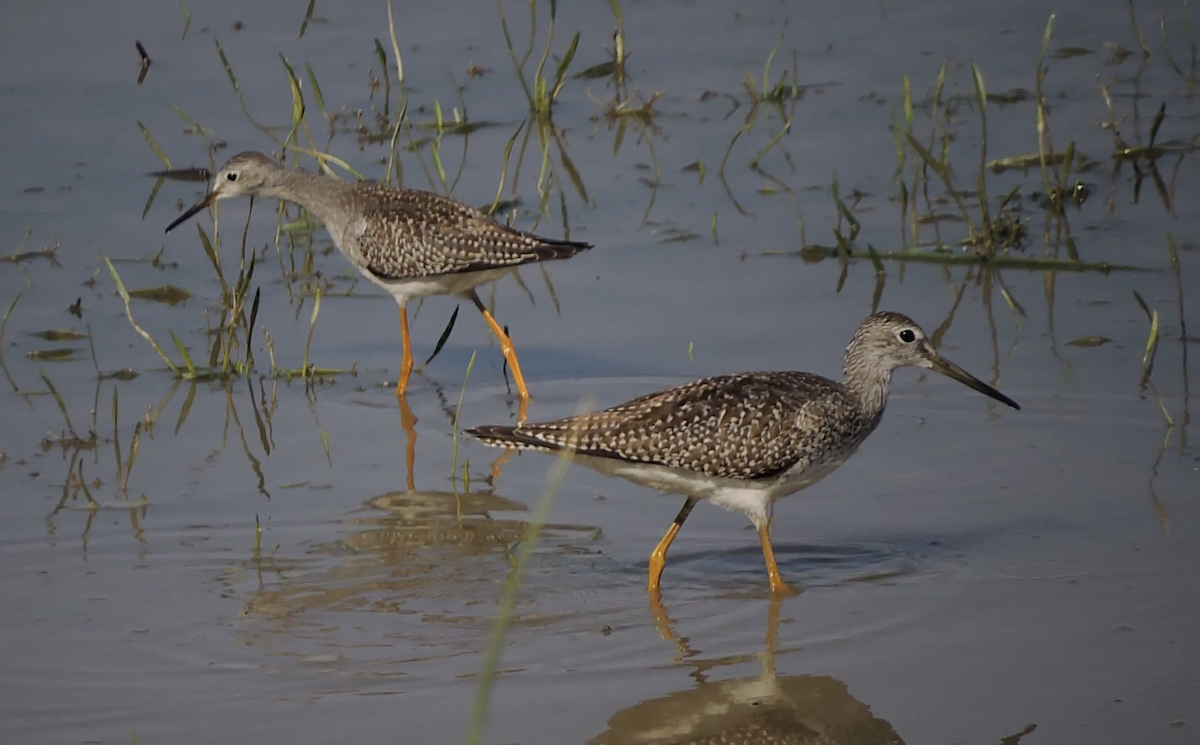 Greater Yellowlegs - ML476259611