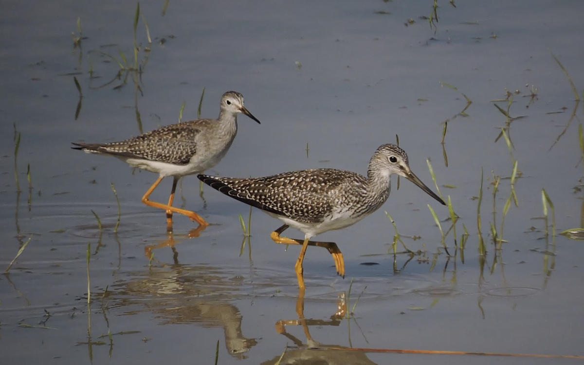 Greater Yellowlegs - ML476259631