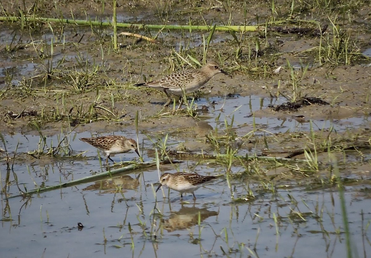 pygmésnipe - ML476260081