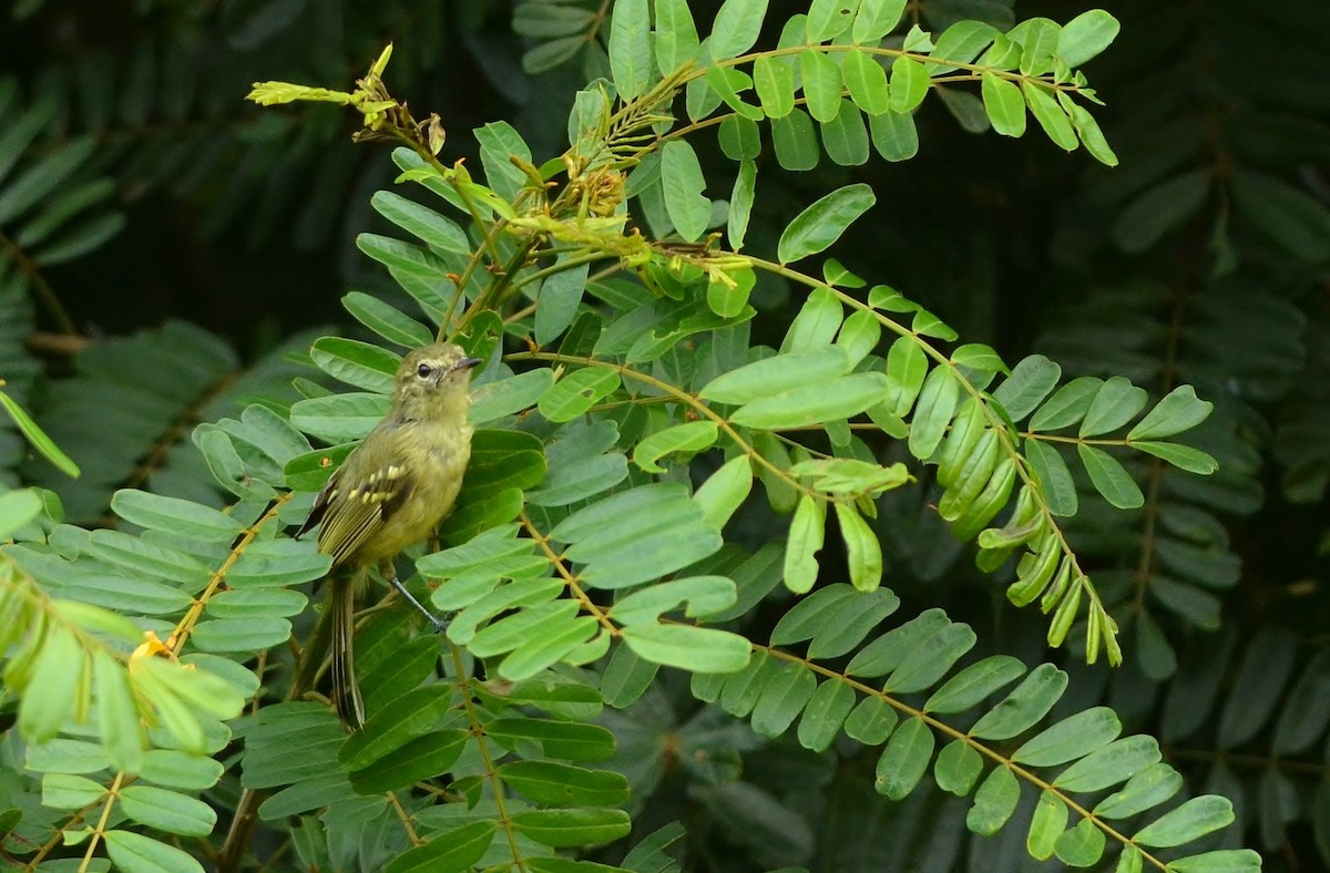 Restinga Tyrannulet - ML47626071