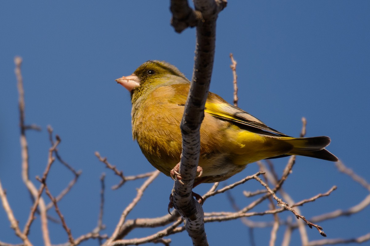 Oriental Greenfinch - ML47626211