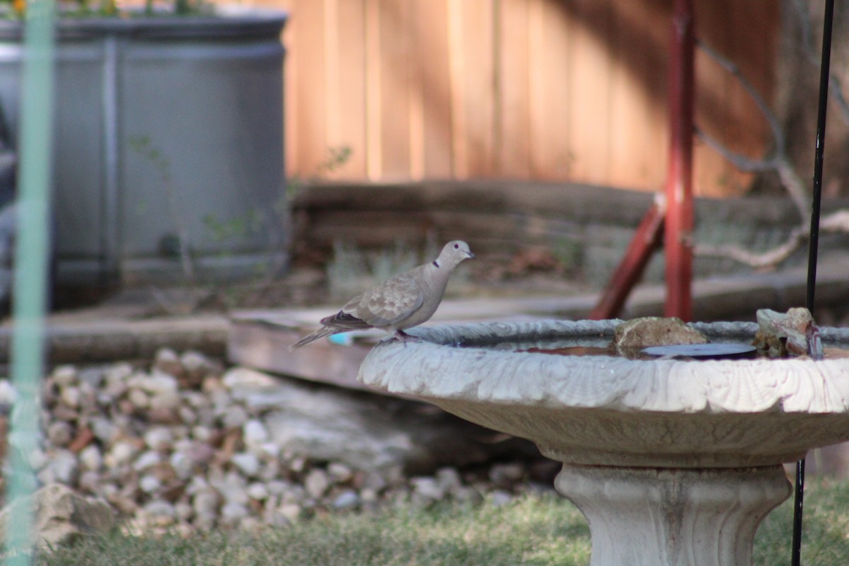 Eurasian Collared-Dove - ML476262141