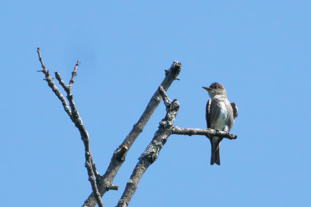 Olive-sided Flycatcher - Ant Tab