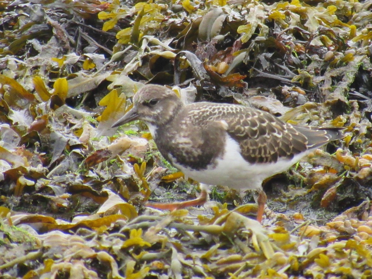 Ruddy Turnstone - Mike Partridge