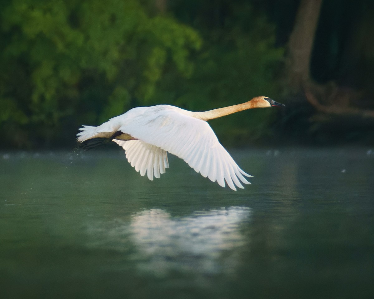 Trumpeter Swan - Carey Sherrill