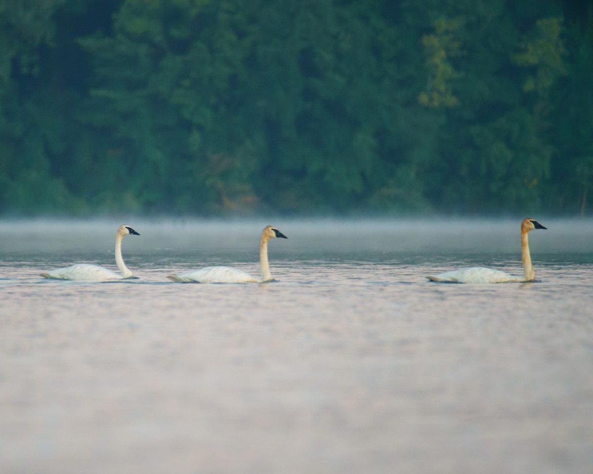 Trumpeter Swan - Carey Sherrill