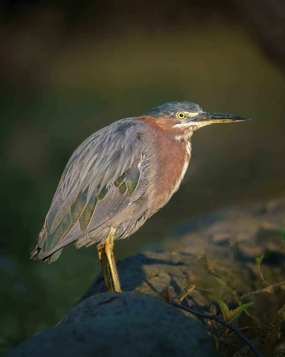 Green Heron - Carey Sherrill