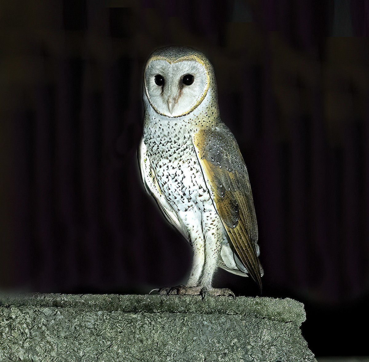 Barn Owl - Parmil Kumar