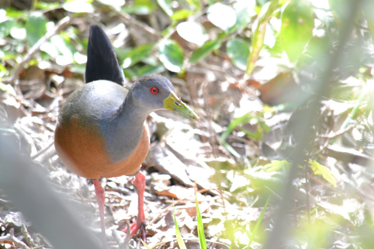 Gray-cowled Wood-Rail - Mariano  Ordoñez