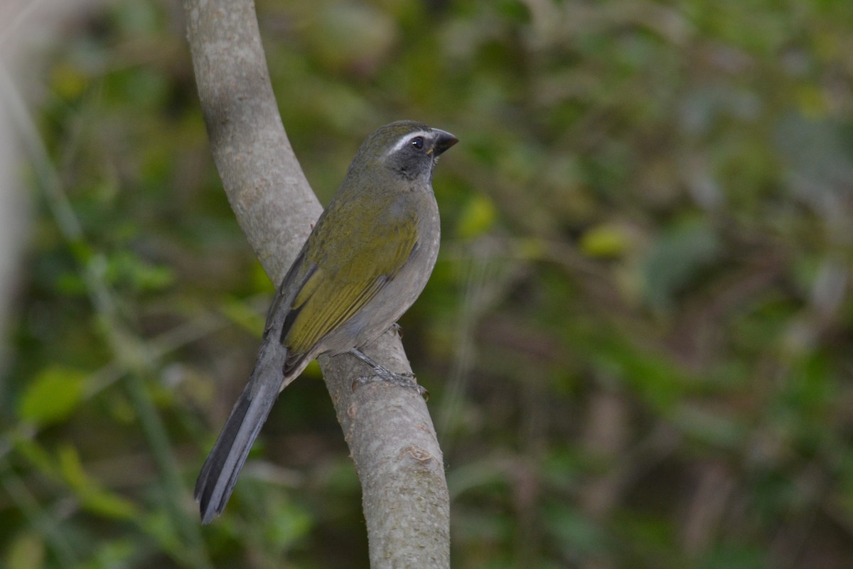 Green-winged Saltator - Mariano  Ordoñez